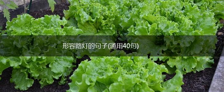 形容路灯的句子(通用40句),第1张