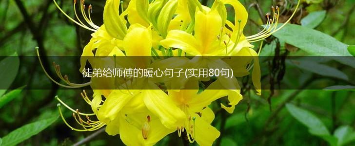 徒弟给师傅的暖心句子(实用80句),第1张