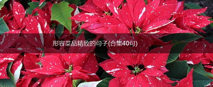 形容菜品精致的句子(合集40句),第1张