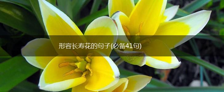 形容长寿花的句子(必备41句),第1张