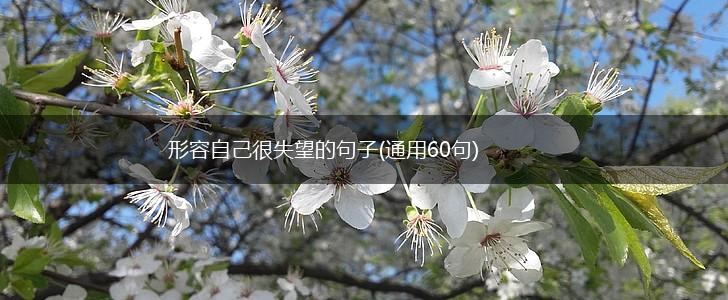 形容自己很失望的句子(通用60句),第1张
