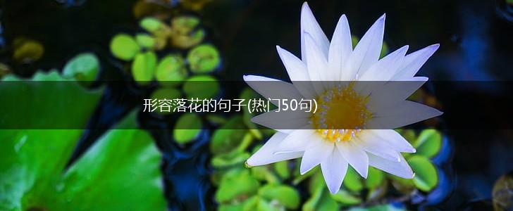 形容落花的句子(热门50句),第1张