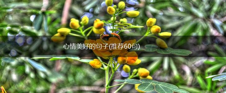 心情美好的句子(推荐60句),第1张
