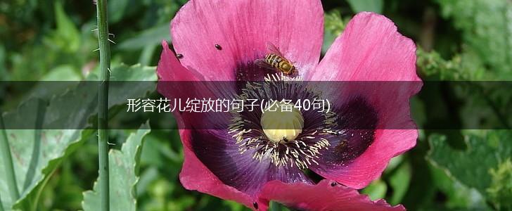 形容花儿绽放的句子(必备40句),第1张