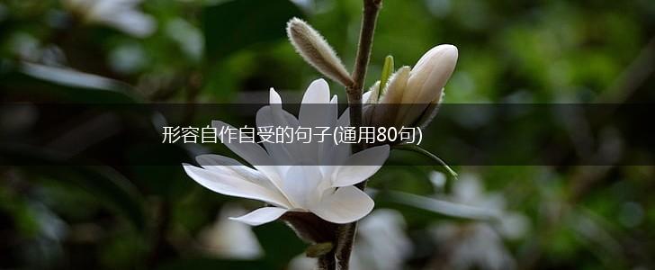 形容自作自受的句子(通用80句),第1张