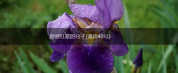 形容红歌的句子(通用40句),第1张