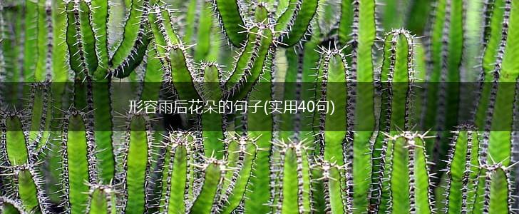 形容雨后花朵的句子(实用40句),第1张