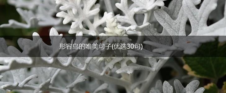 形容鸟的唯美句子(优选30句),第1张