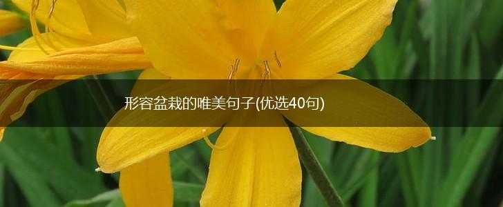 形容盆栽的唯美句子(优选40句),第1张