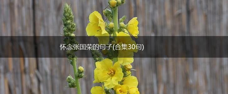 怀念张国荣的句子(合集30句),第1张