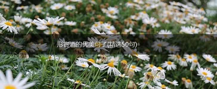 形容酒的优美句子(精选50句),第1张