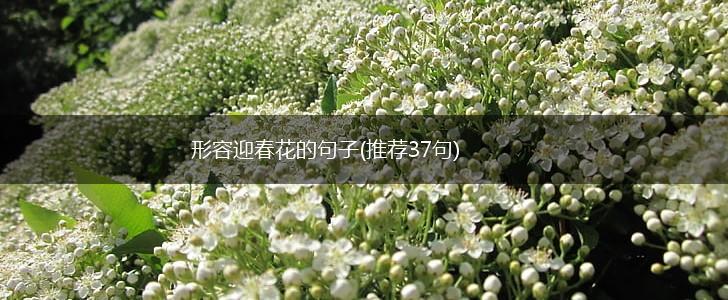 形容迎春花的句子(推荐37句),第1张