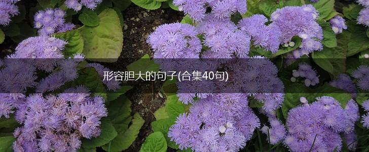 形容胆大的句子(合集40句),第1张
