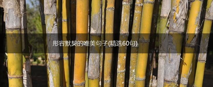 形容默契的唯美句子(精选60句),第1张