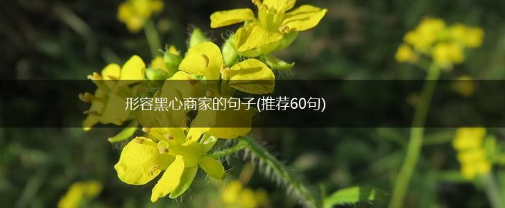 形容黑心商家的句子(推荐60句),第1张