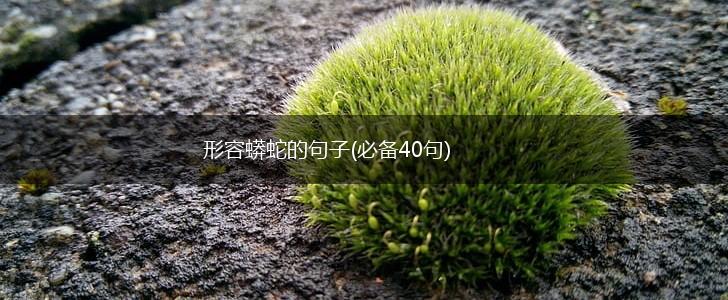 形容蟒蛇的句子(必备40句),第1张