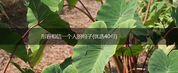 形容相信一个人的句子(优选40句),第1张