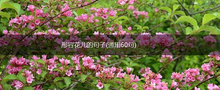 形容花儿的句子(通用60句),第1张