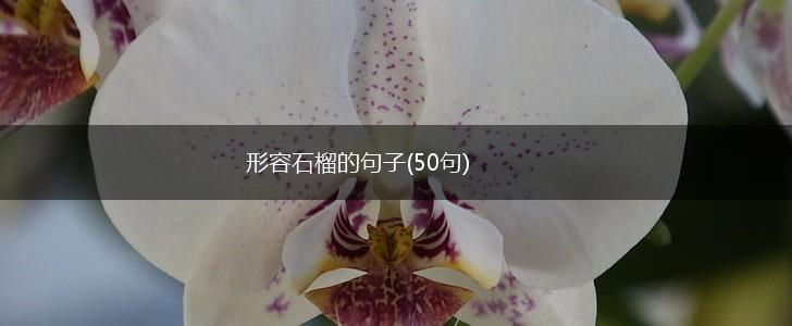 形容石榴的句子(50句),第1张