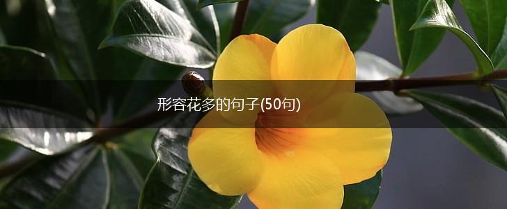 形容花多的句子(50句),第1张