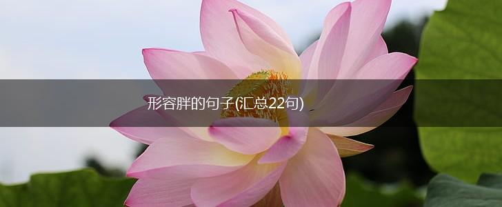 形容胖的句子(汇总22句),第1张
