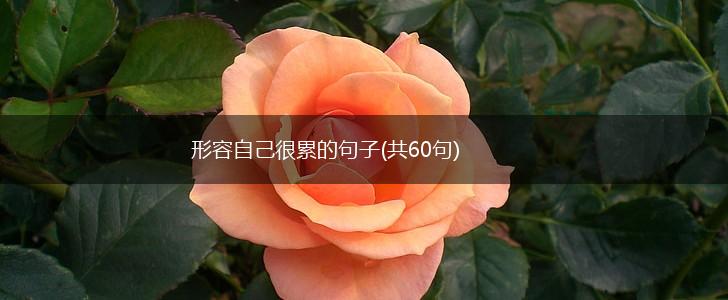 形容自己很累的句子(共60句),第1张