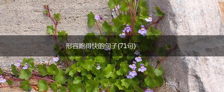 形容跑得快的句子(71句),第1张