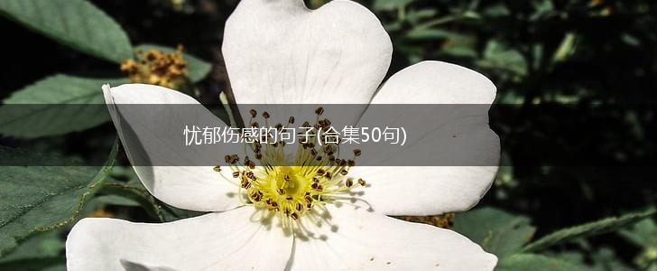 忧郁伤感的句子(合集50句),第1张