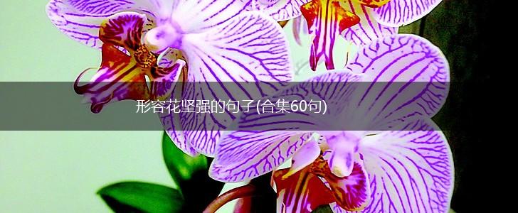 形容花坚强的句子(合集60句),第1张