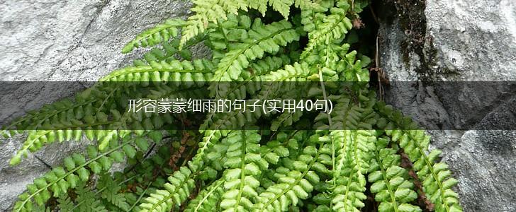 形容蒙蒙细雨的句子(实用40句),第1张