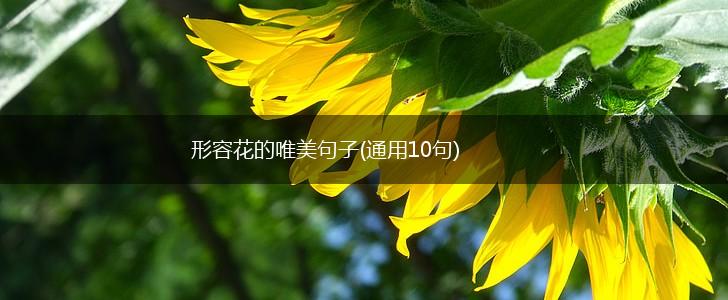 形容花的唯美句子(通用10句),第1张