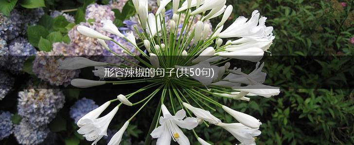 形容辣椒的句子(共50句),第1张