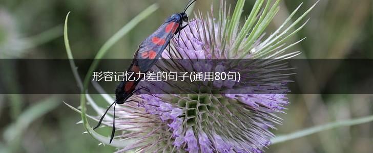 形容记忆力差的句子(通用80句),第1张