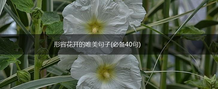 形容花开的唯美句子(必备40句),第1张