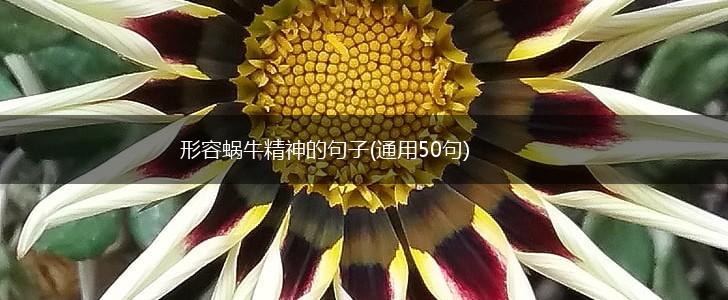 形容蜗牛精神的句子(通用50句),第1张