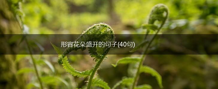 形容花朵盛开的句子(40句),第1张