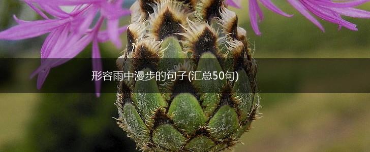 形容雨中漫步的句子(汇总50句),第1张