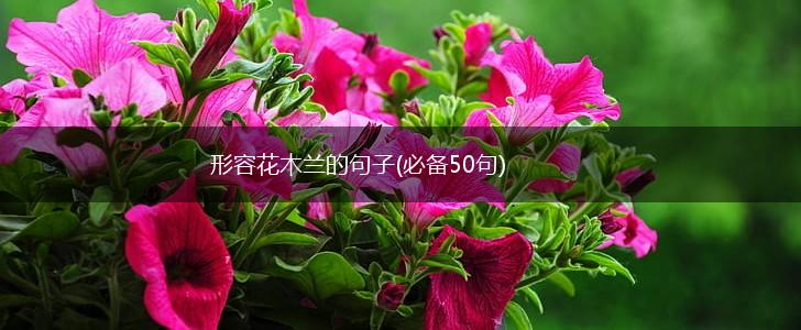 形容花木兰的句子(必备50句),第1张