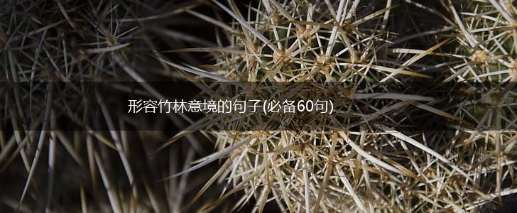 形容竹林意境的句子(必备60句),第1张
