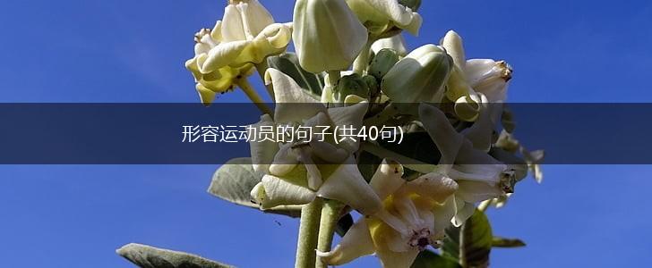 形容运动员的句子(共40句),第1张