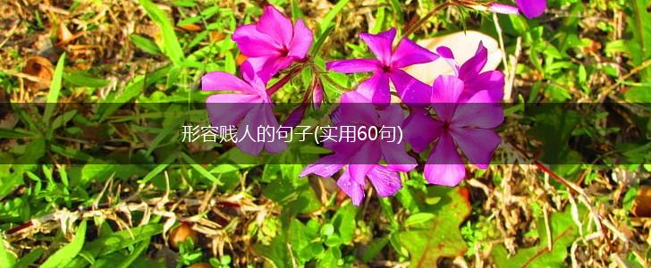 形容贱人的句子(实用60句),第1张