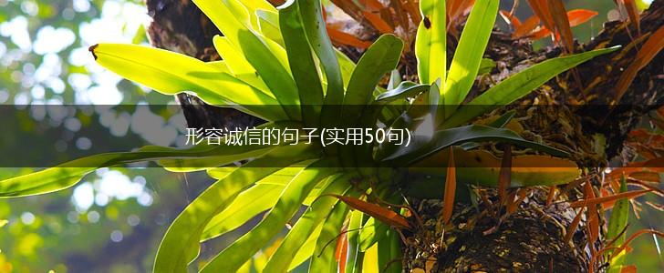 形容诚信的句子(实用50句),第1张