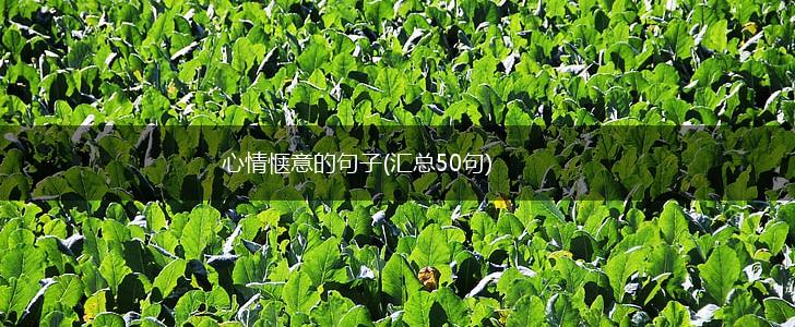 心情惬意的句子(汇总50句),第1张