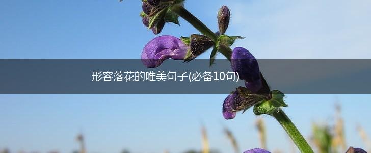 形容落花的唯美句子(必备10句),第1张