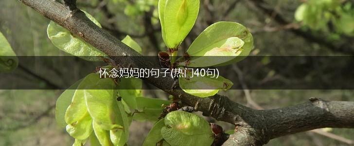 怀念妈妈的句子(热门40句),第1张
