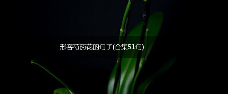 形容芍药花的句子(合集51句),第1张