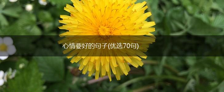 心情要好的句子(优选70句),第1张