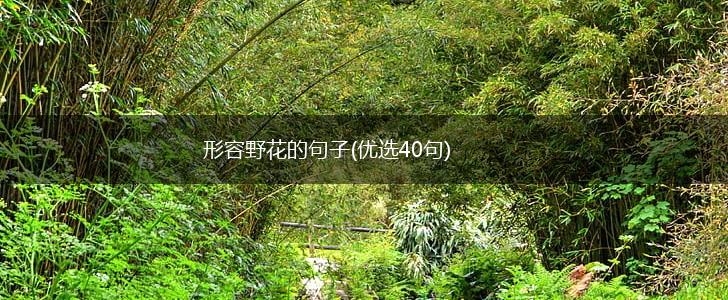 形容野花的句子(优选40句),第1张