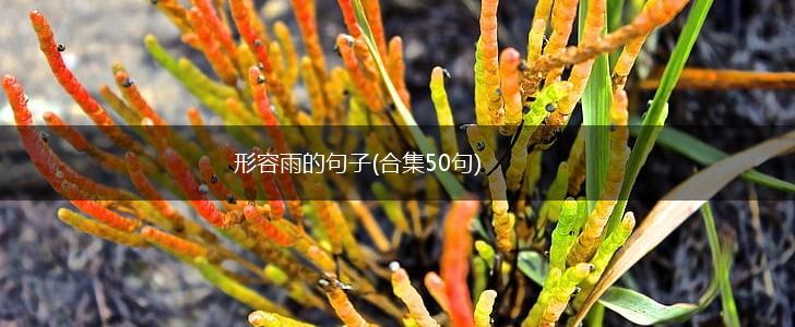形容雨的句子(合集50句),第1张