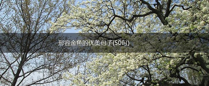 形容金鱼的优美句子(50句),第1张